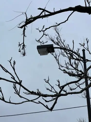 Stark branches frame a street light against the grey.